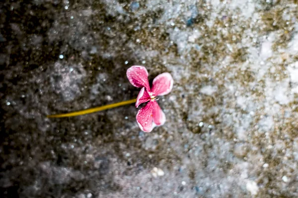 Gros Plan Une Seule Fleur Sur Surface Rugueuse Rampant Rangoon — Photo