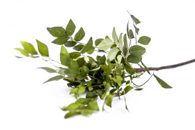 Taze köri yaprakları ya da tatlı nim ya da Murraya koenigii veya Meetha limbda olarak da bilinen beyaz izole tatlı neem veya khadhi patta veya Kadı pata yakın çekim.