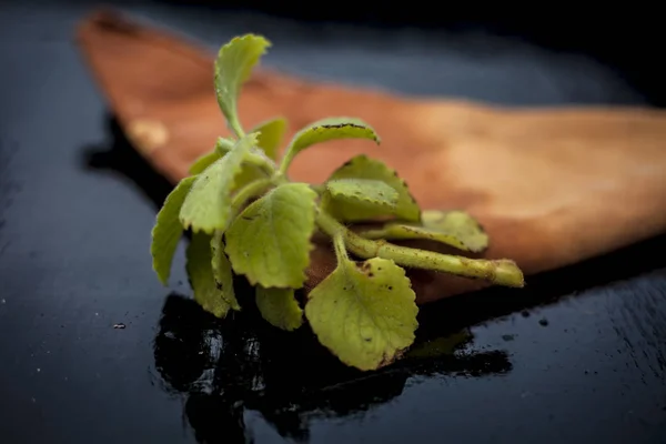 Close Folhas Ajwain Erva Bispo Superfície Madeira Usado Como Medicina — Fotografia de Stock