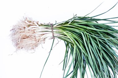 Yakın sarımsak sürgünler veya bahar sarımsak veya genç sarımsak veya bebek sarımsak beyaz izole kadar.