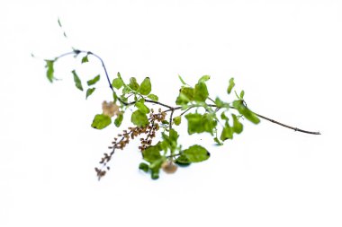 Beyaz izole tulsi veya kutsal fesleğen tek dalı yakın.