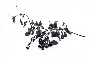 Beyaz izole tulsi veya kutsal fesleğen tek dalı yakın.