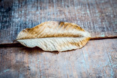 Üzerinde doku ve astarlar olan ahşap bir yüzey üzerinde izole edilmiş tek kurutulmuş guava yaprağının kapatılması.