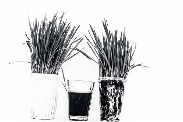 麦草和它的提取物 汁液从白色中分离出来 麦草是普通小麦植物的新长出来的第一批叶子 用作食物 饮料或膳食补充剂 — 图库照片