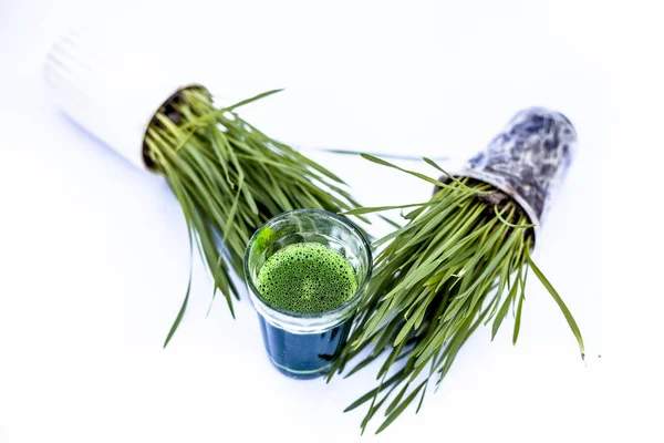 Wheatgrass Its Extract Juice Isolated White Wheatgrass Freshly Sprouted First — стоковое фото