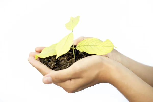 Close Human Hands Trying Mother Nature Holding Plant Palms Isolated — Stock Photo, Image