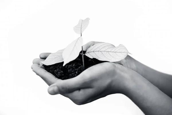 Close up of Human hands trying to Save mother nature by holding  plant in palms isolated on white. Concept of saving earth and mother nature.