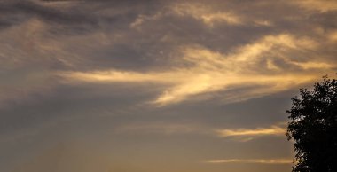 Yalnızlık ve kırmak derin orman kavramı ağaçlar siluet alacakaranlık zaman atış.