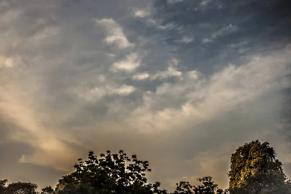 Dämmerungsaufnahme Von Bäumen Silhouette Tiefen Wald Konzept Der Einsamkeit Und — Stockfoto