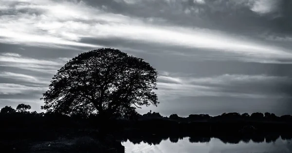 Gün Batımı Saatlerinde Gölün Yanındaki Tarlada Yalnız Bir Ağacın Silueti — Stok fotoğraf