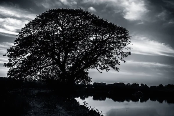 Gün Batımı Saatlerinde Gölün Yanındaki Tarlada Yalnız Bir Ağacın Silueti — Stok fotoğraf