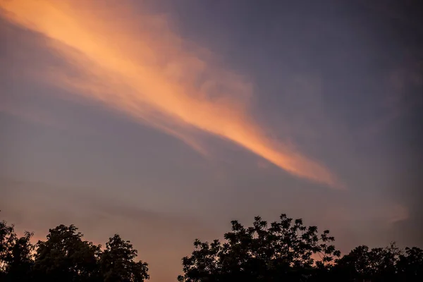 孤独と別れの深い森の概念で木のシルエットの夕暮れタイムショット — ストック写真