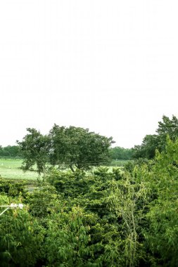 Yeşil renkli hiç yeşil yalnız ağaç beyaz izole.