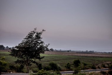 Derin ormanda yalnız bir ağaç gün batımı nda çekilmiş. Yalnızlık ve ayrılık kavramı.