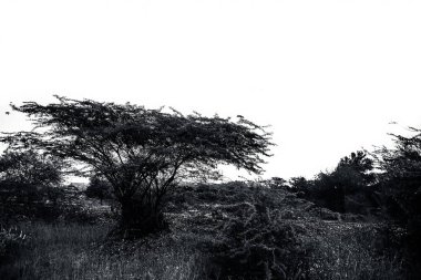 Yeşil renkli hiç yeşil yalnız ağaç beyaz izole.