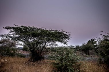 Ağaçlı ve gökyüzü manzaralı