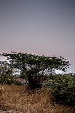 Derin ormanda yalnız bir ağaç gün batımı nda çekilmiş. Yalnızlık ve ayrılık kavramı.