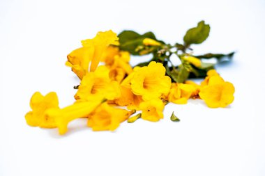 Beyaz izole allamanda çiçek demet yakın.