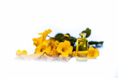 Beyaz izole çiçek ile birlikte küçük bir şeffaf cam şişede allamanda çiçek öz yağı yakın.