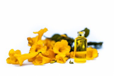 Beyaz izole çiçek ile birlikte küçük bir şeffaf cam şişede allamanda çiçek öz yağı yakın.