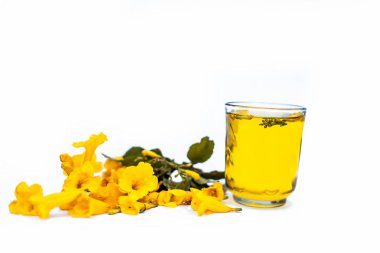 beyaz arka plan üzerinde izole şeffaf cam esansiyel yağ ile sarı allamanda çiçekler  