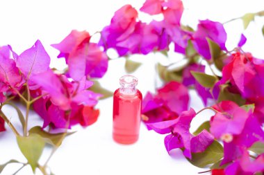 Ham çiçekler ve yaprakları ile beyaz izole küçük bir şeffaf cam şişe Bougainvillea çiçek özünü çekim kapatın.