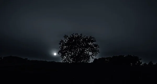 Silhueta Uma Árvore Durante Pôr Sol Com Nuvens Deserto Profundo — Fotografia de Stock