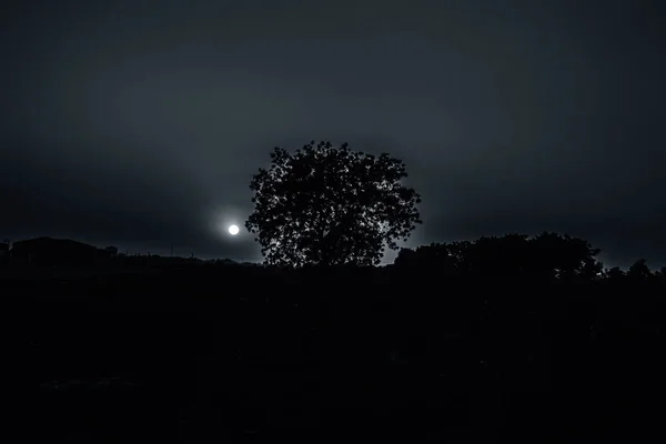 Silhuett Ett Träd Solnedgången Med Moln Den Djupa Vildmarken Skogs — Stockfoto