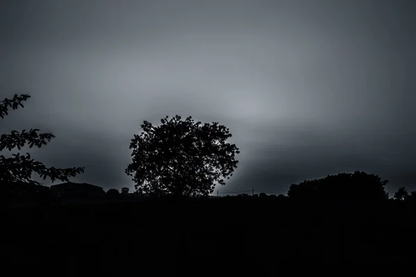 Silhouette Eines Baumes Bei Sonnenuntergang Mit Wolken Der Tiefen Wildnis — Stockfoto