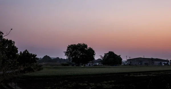 Wide Angle Shot Trees Silhouette Sunset Time Deep Dried Forest — 스톡 사진