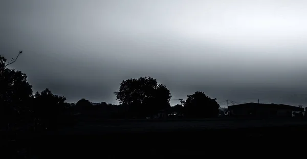 Ampio Angolo Colpo Silhouette Degli Alberi Durante Tramonto Nella Foresta — Foto Stock