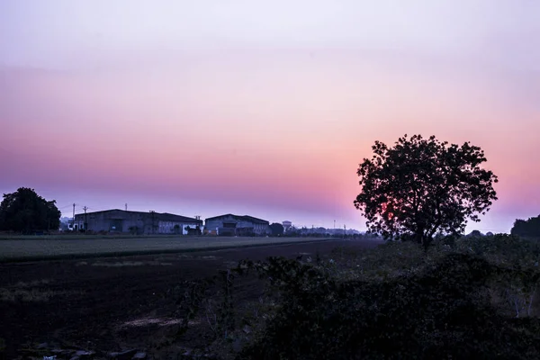 Weitwinkelaufnahme Der Baumsilhouette Während Des Sonnenuntergangs Tief Ausgetrockneten Wald Konzept — Stockfoto