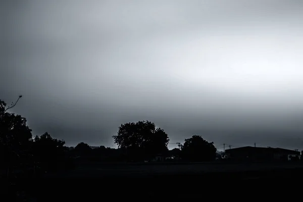 Ampio Angolo Colpo Silhouette Degli Alberi Durante Tramonto Nella Foresta — Foto Stock