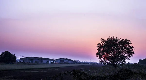 Wide Angle Shot Trees Silhouette Sunset Time Deep Dried Forest — 스톡 사진