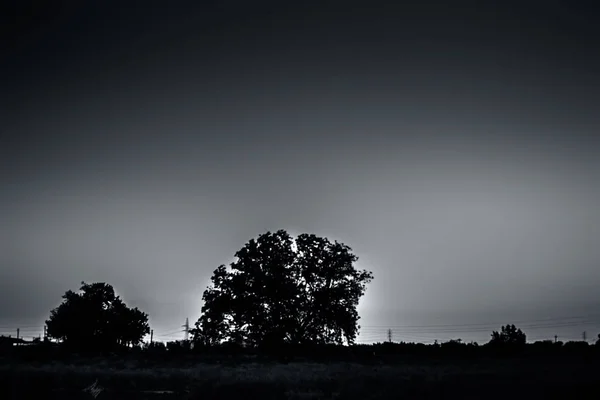 Vista Panoramica Del Campo Con Alberi Cielo — Foto Stock