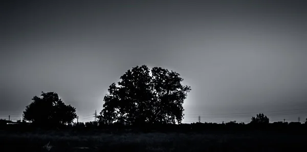 Vista Panoramica Del Campo Con Alberi Cielo — Foto Stock