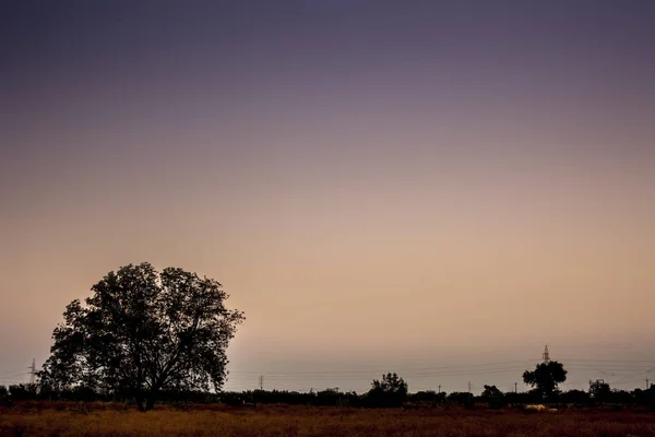 Yalnızlık Kırmak Derin Orman Kavramı Ağaçlar Siluet Alacakaranlık Zaman Atış — Stok fotoğraf