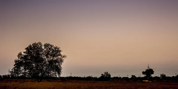 Tempo Crepúsculo Tiro Árvores Silhueta Conceito Floresta Profunda Solidão Quebrar — Fotografia de Stock
