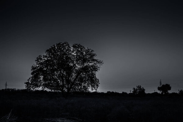 Dusk time shot of trees silhouette in the deep forest concept of loneliness and break up.