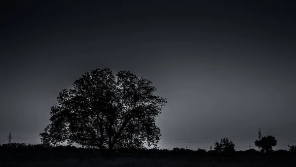 Czas Zmierzchu Strzał Drzew Sylwetka Głębokiej Leśnej Koncepcji Samotności Zerwać — Zdjęcie stockowe