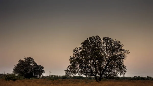 Silhueta Uma Árvore Dois Durante Pôr Sol Com Nuvens Deserto — Fotografia de Stock