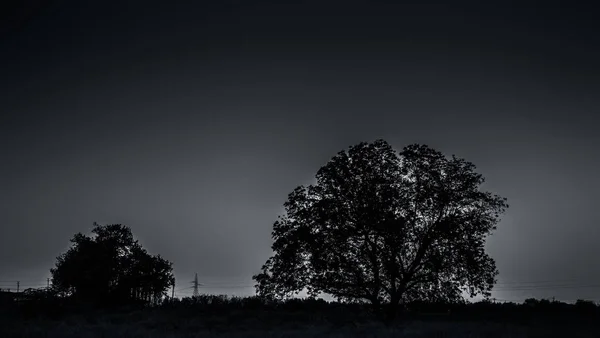 孤独と別れの森の概念の深い荒野に雲と夕日の間に2つの木のシルエット — ストック写真
