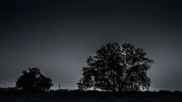 Silhouette Two Tree Sunset Clouds Deep Wilderness Forest Concept Lonely — стоковое фото