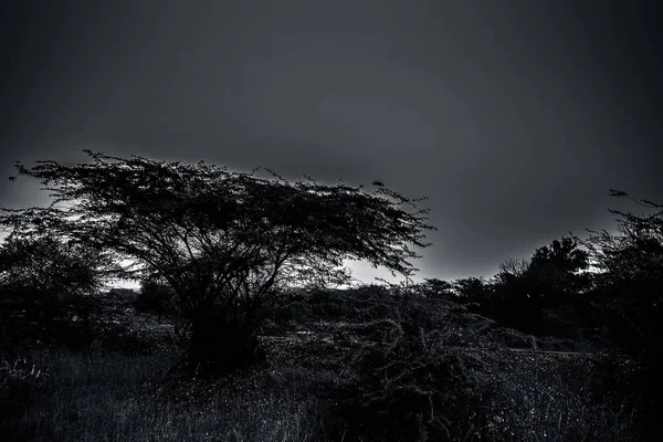 Malowniczy Widok Pole Drzewami Niebem — Zdjęcie stockowe