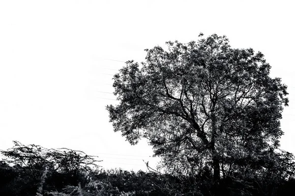 Verde Colorido Sempre Verde Árvore Solitária Isolado Branco — Fotografia de Stock