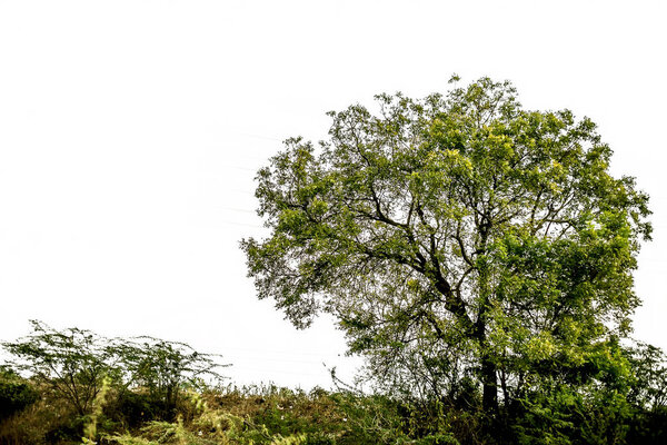 Green colored ever green solitary tree isolated on white.