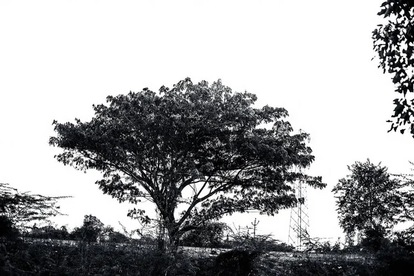 Zielone Wiecznie Zielone Drzewo Samotne Białym Tle — Zdjęcie stockowe