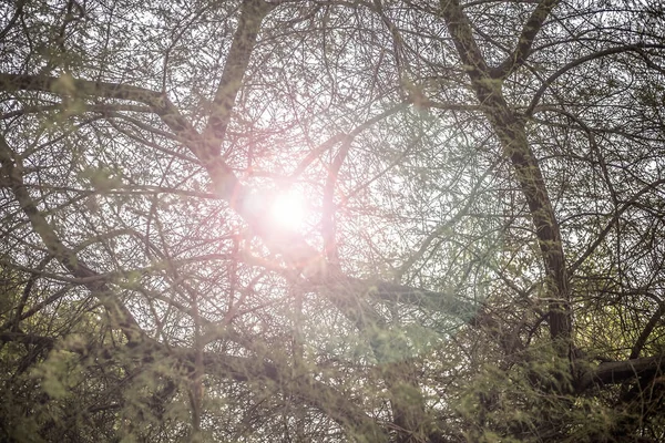 배경과 감각나무 — 스톡 사진
