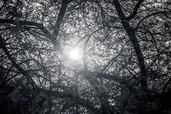 Дерево Небесным Фоном Чутьем Солнца — стоковое фото