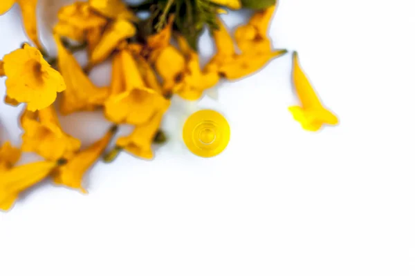 Nahaufnahme Der Essenz Von Allamanda Blume Einer Kleinen Transparenten Glasflasche — Stockfoto